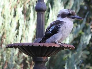Bed & Breakfast Briardale Albury