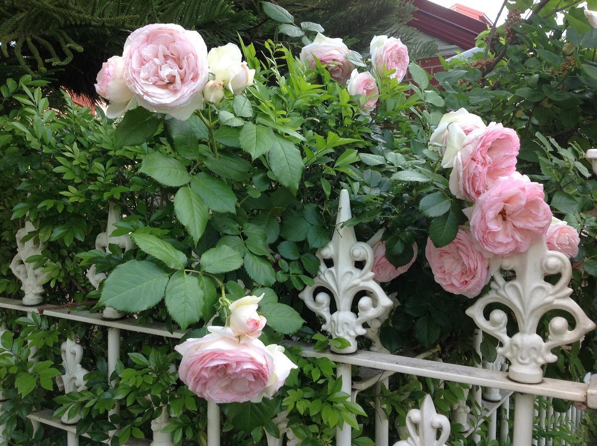 Rose Holiday home *