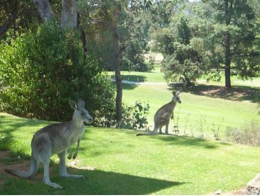 Commercial Golf Motel 4*
